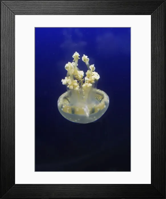 Framed Print : Spotted / lagoon jelly / jellyfish. Vancouver Aquarium - Canada Framed Print : Spotted / lagoon jelly / jellyfish. Vancouver Aquarium - Canada