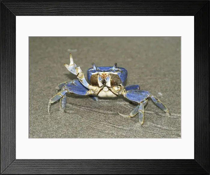 Framed Print : Blue Crab Cahuita N. P. Costa Rica Framed Print : Blue Crab Cahuita N. P. Costa Rica