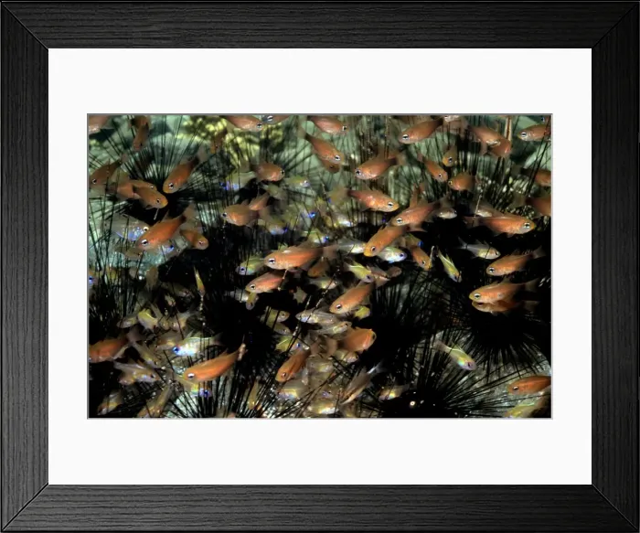 Framed Print : Cardinal fish - These schooling fish use spiney sea urchins as protection against preditors. Apogon sp. urchin Milne bay. Papua New Guinea FIS-087 Framed Print : Cardinal fish - These schooling fish use spiney sea urchins as protection against preditors. Apogon sp. urchin Milne bay. Papua New Guinea FIS-087