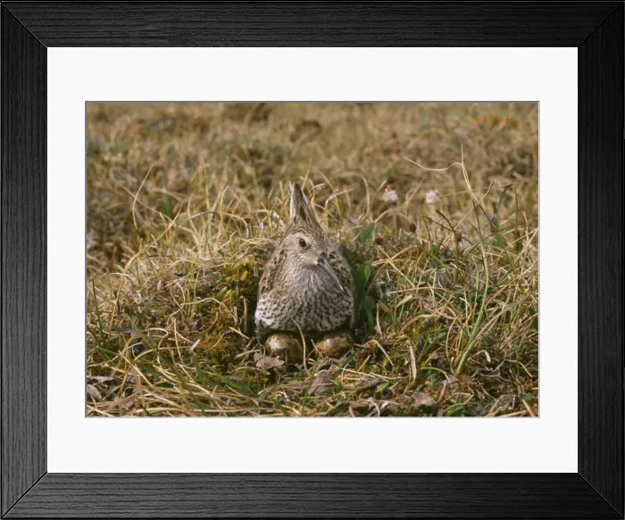Framed Print : Dunlin - sitting at nest on eggs Framed Print : Dunlin - sitting at nest on eggs