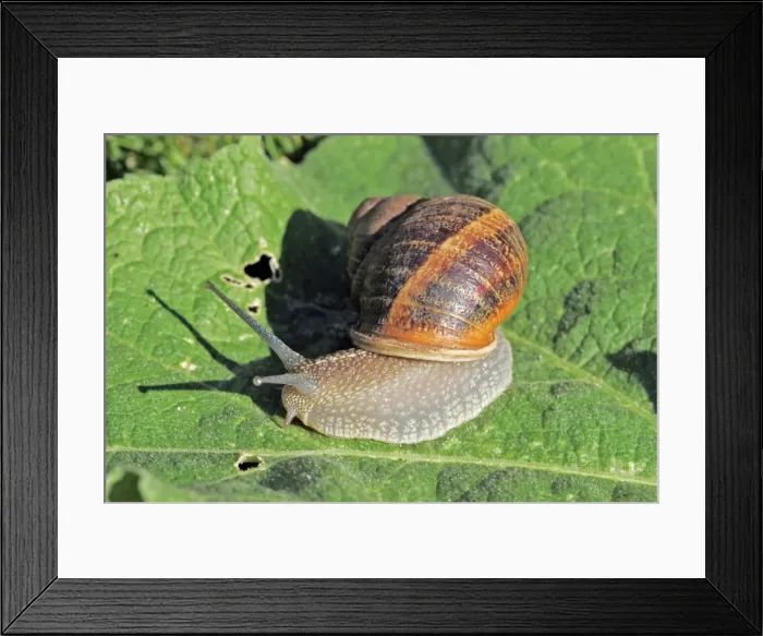 Framed Print : Snail. Aubignan - Provence - PACA - France Framed Print : Snail. Aubignan - Provence - PACA - France
