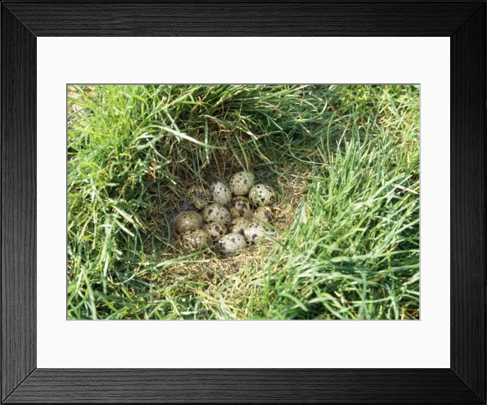 Framed Print : Quail - eggs in nest Framed Print : Quail - eggs in nest