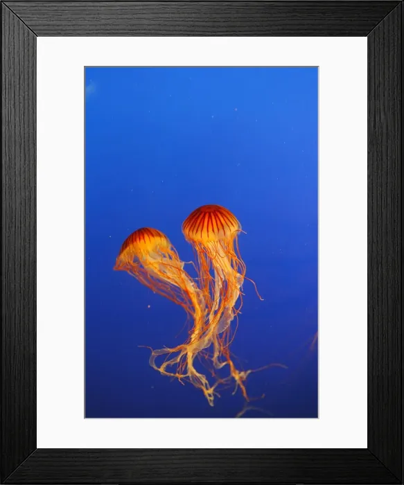 Framed Print : Japanese / Pacific Sea Nettle / Jellyfish. Vancouver Aquarium - Canada Framed Print : Japanese / Pacific Sea Nettle / Jellyfish. Vancouver Aquarium - Canada