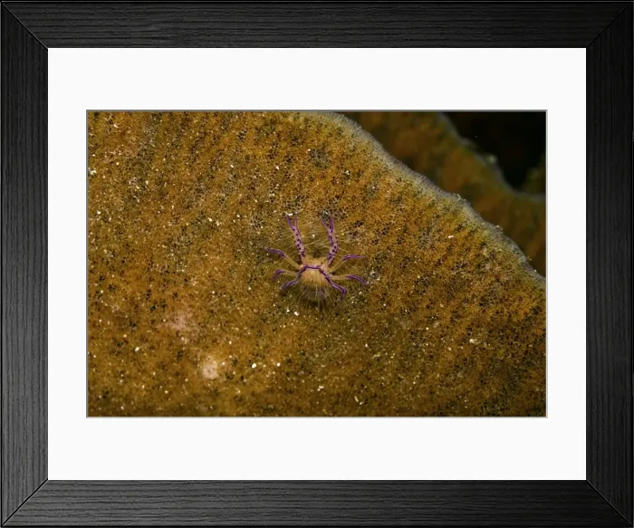 Framed Print : Pink Squat Lobster - on a sponge - this tiny lobster will never leave his huge orange home - Papua New Guinea Framed Print : Pink Squat Lobster - on a sponge - this tiny lobster will never leave his huge orange home - Papua New Guinea