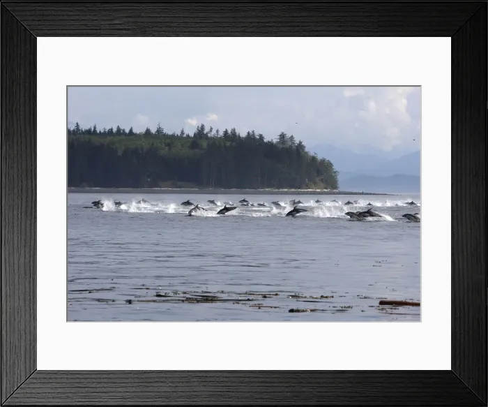Framed Print : Pacific White-sided Dolphin - group porpoising. Johnstone strait - British Colombia - Canada Framed Print : Pacific White-sided Dolphin - group porpoising. Johnstone strait - British Colombia - Canada
