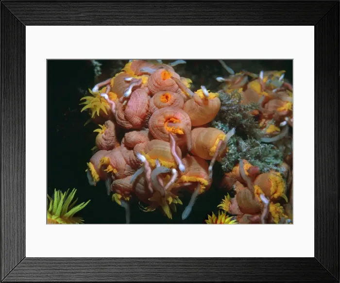 Framed Print : Coral polyps - Night. Worms attracted by camera light excite these cup corals into a feeding frenzy. Heron Island, Great Barrier Reef, Australia Framed Print : Coral polyps - Night. Worms attracted by camera light excite these cup corals into a feeding frenzy. Heron Island, Great Barrier Reef, Australia