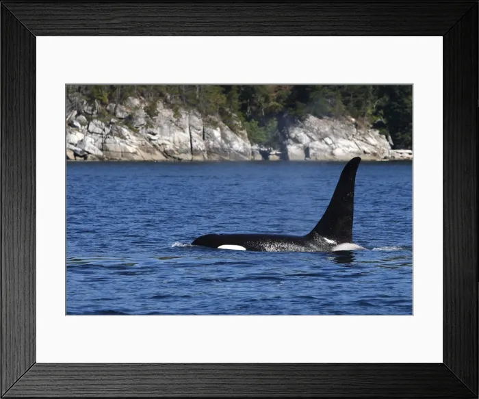 Framed Print : Orca / Killer Whale. Johnstone Strait - British Colombia - Canada Framed Print : Orca / Killer Whale. Johnstone Strait - British Colombia - Canada