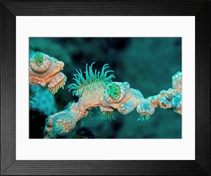 Framed Print : Colonial Anemone - very little is known about this species. Easily mistaken for a coral they can reproduce asexually or they may spawn. Indonesia Framed Print : Colonial Anemone - very little is known about this species. Easily mistaken for a coral they can reproduce asexually or they may spawn. Indonesia