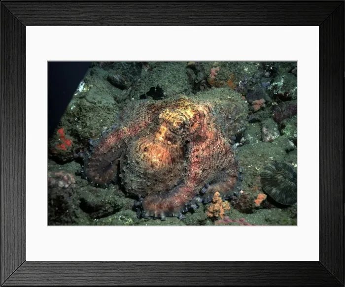 Framed Print : Tropical Day Octopus - is a camouflage expert, it lays up to 6000 000 eggs which hatch into tiny planktonic young. Large females eat the male after mating Great Barrier Reef. Australia Framed Print : Tropical Day Octopus - is a camouflage expert, it lays up to 6000 000 eggs which hatch into tiny planktonic young. Large females eat the male after mating Great Barrier Reef. Australia