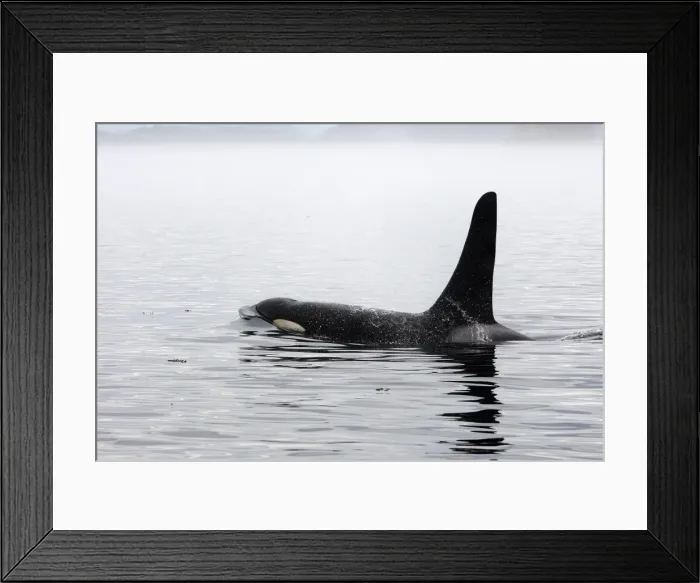 Framed Print : Orca / Killer Whale. Johnstone Strait - British Colombia - Canada Framed Print : Orca / Killer Whale. Johnstone Strait - British Colombia - Canada