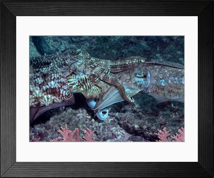 Framed Print : Broadclub Cuttlefish - Cuttlefish mating. The male is holding the female with his arms Richlieu Rock, Thailand, Andaman Sea Framed Print : Broadclub Cuttlefish - Cuttlefish mating. The male is holding the female with his arms Richlieu Rock, Thailand, Andaman Sea
