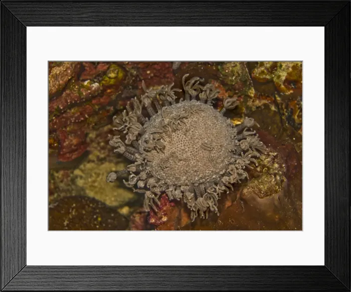 Framed Print : Coral Polyps - Caught in the act of retracting into the central body - this small coral colony looks a little like a space creature - Papua New Guinea Framed Print : Coral Polyps - Caught in the act of retracting into the central body - this small coral colony looks a little like a space creature - Papua New Guinea