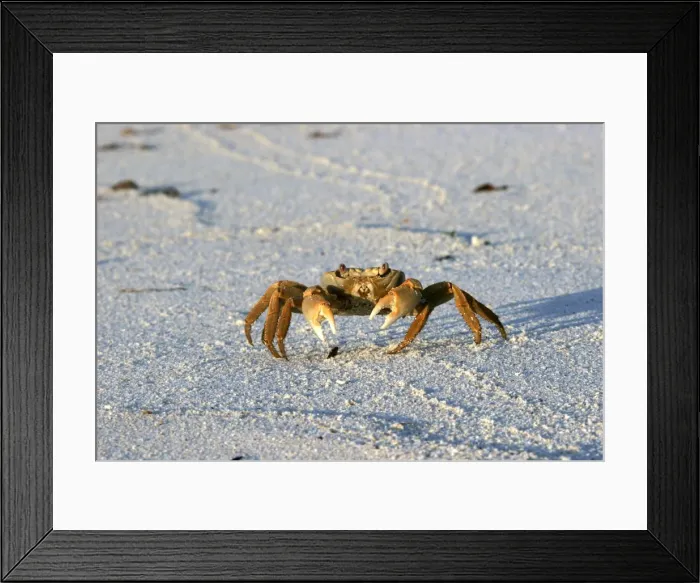 Framed Print : Terrestrial Crab. Atol de Cosmoledo - Seychelles - Indian ocean Framed Print : Terrestrial Crab. Atol de Cosmoledo - Seychelles - Indian ocean