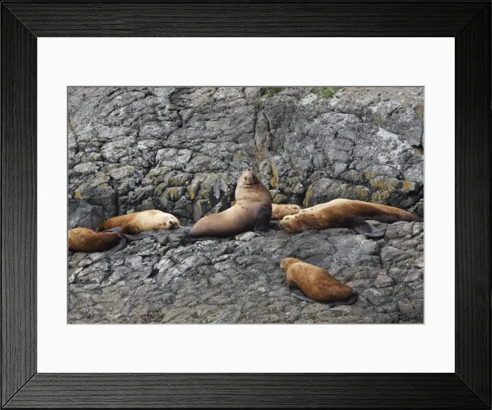 Framed Print : Steller  /  Northern sealion - group relaxing on rocks - Johnstone Strait - British Colombia - Canada
