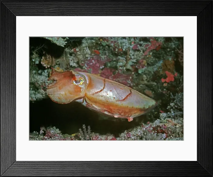 Framed Print : Cuttlefish - This cuttlefish changes colour constantly. It may reach 500mm in length Milne Bay, Papua New Guinea Framed Print : Cuttlefish - This cuttlefish changes colour constantly. It may reach 500mm in length Milne Bay, Papua New Guinea