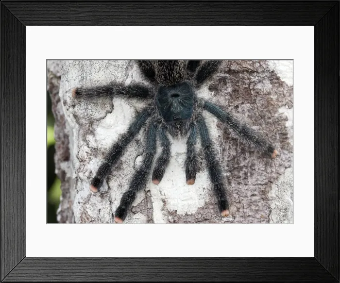 Framed Print : Pinktoe Tarantula Central Suriname Nature Reserve South America Framed Print : Pinktoe Tarantula Central Suriname Nature Reserve South America