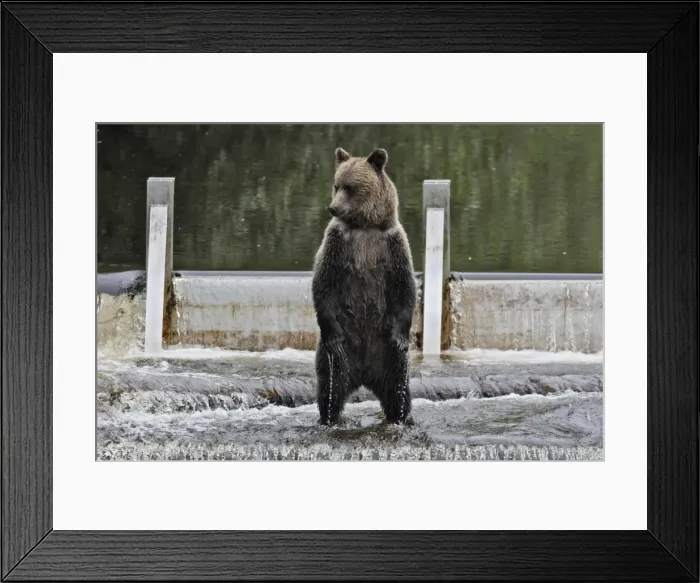 Framed Print : Grizzly bear - fishing for salmon in river. Knight Inlet - Glendale Cove - British Columbia - Canada Framed Print : Grizzly bear - fishing for salmon in river. Knight Inlet - Glendale Cove - British Columbia - Canada