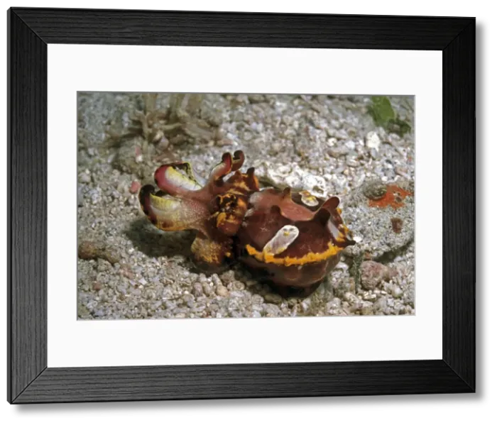 Framed Print : Flamboyant cuttlefish - photographed in an isolated area of Papua New Guinea because of its unusual behavour the photographer believes this to be a new species The animal blended in with the bottom. It constantly changed body texture Framed Print : Flamboyant cuttlefish - photographed in an isolated area of Papua New Guinea because of its unusual behavour the photographer believes this to be a new species The animal blended in with the bottom. It constantly changed body texture