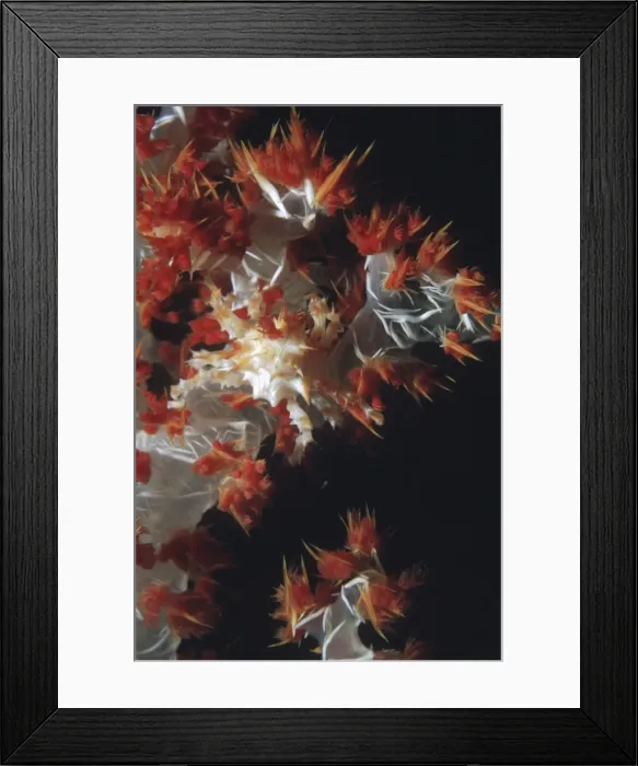 Framed Print : Dendronephthya Crab - A master of diguise this tiny crab is only found living on soft coral which it matches perfectly Papua Newguinea