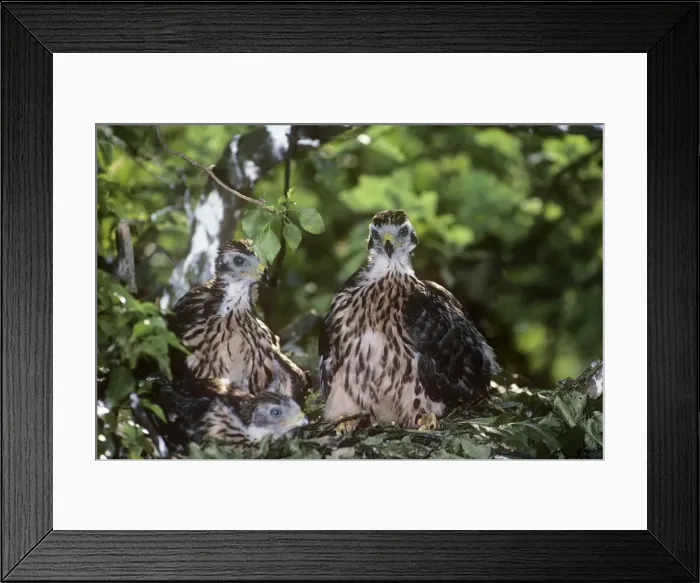 Framed Print : Goshawk - two fledglings Framed Print : Goshawk - two fledglings