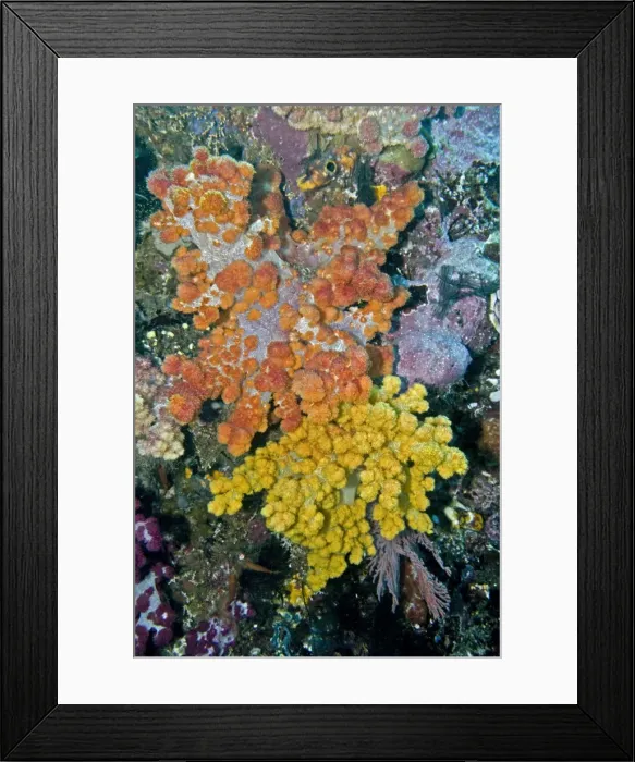Framed Print : Soft Corals - both these corals are the same species - Indonesia Framed Print : Soft Corals - both these corals are the same species - Indonesia