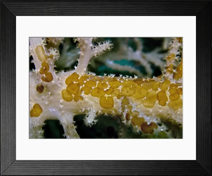 Framed Print : Acoelous Flatworms - usually found living in clusters on soft coral - Indonesia Framed Print : Acoelous Flatworms - usually found living in clusters on soft coral - Indonesia