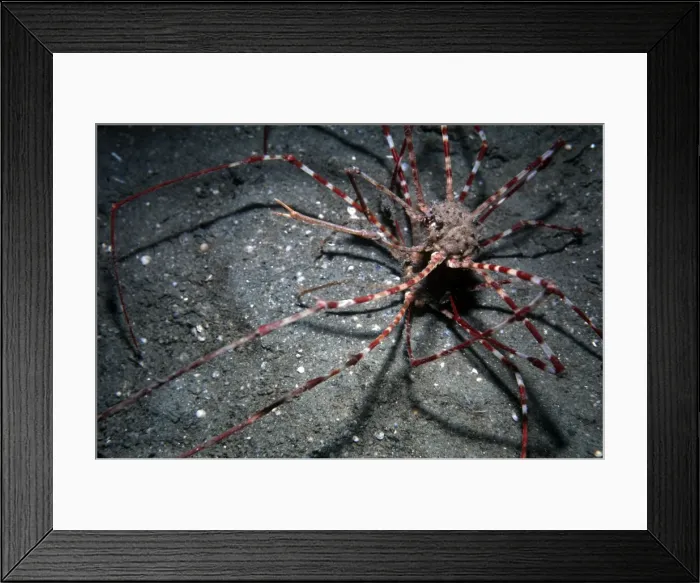 Framed Print : Arrow Crabs - a courting couple found on sand in 30 meters of water. Note that the male is holding the females leg with his right claw. Papua New Guinea Framed Print : Arrow Crabs - a courting couple found on sand in 30 meters of water. Note that the male is holding the females leg with his right claw. Papua New Guinea