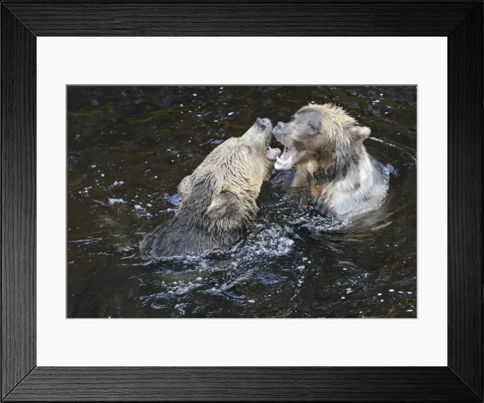 Framed Print : Grizzly bear - two fighting / playing in water. Knight Inlet - Glendale Cove - British Columbia - Canada Framed Print : Grizzly bear - two fighting / playing in water. Knight Inlet - Glendale Cove - British Columbia - Canada
