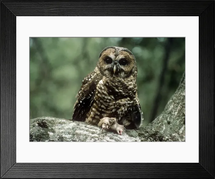 Framed Print : Spotted Owl - mouse prey Framed Print : Spotted Owl - mouse prey