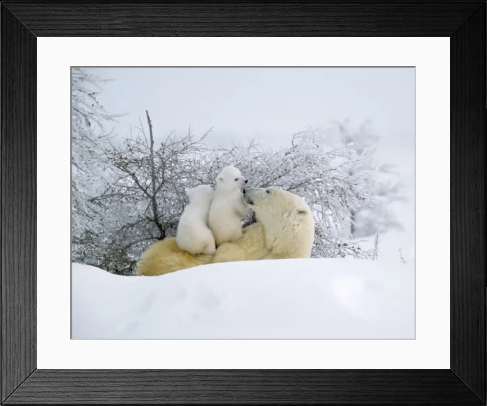 Framed Print : Polar Bear - with two babies on back Canada Framed Print : Polar Bear - with two babies on back Canada
