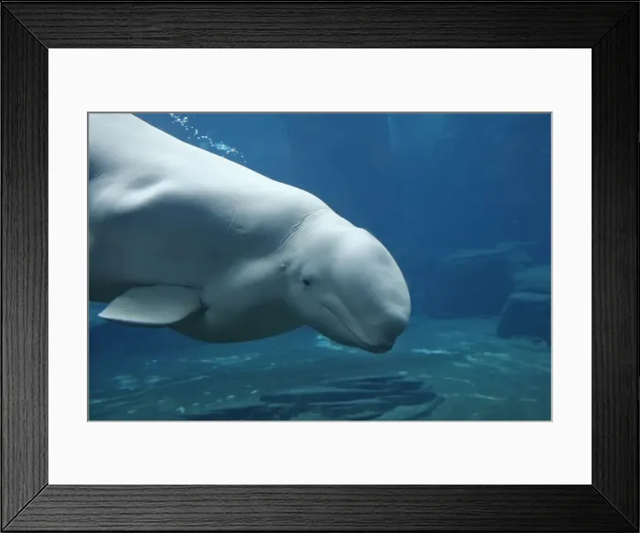 Framed Print : Beluga / White Whale. Vancouver Aquarium - British Colombia - Canada Framed Print : Beluga / White Whale. Vancouver Aquarium - British Colombia - Canada