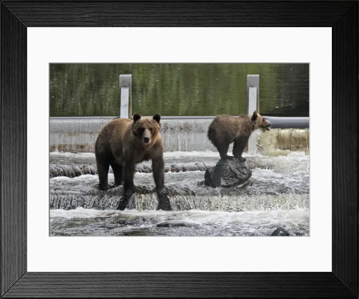 Framed Print : Grizzly bear - female with cub fishing for salmon in river. Knight Inlet - Glendale Cove - British Columbia - Canada Framed Print : Grizzly bear - female with cub fishing for salmon in river. Knight Inlet - Glendale Cove - British Columbia - Canada