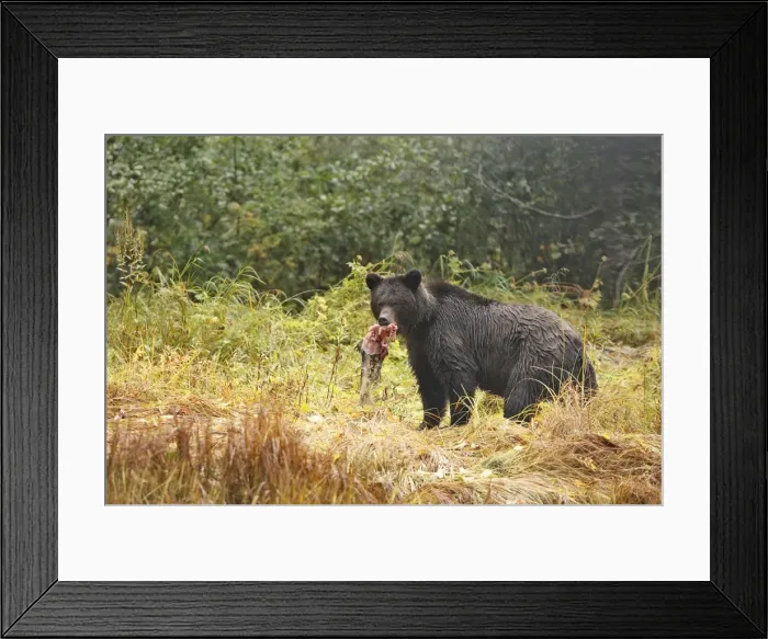 Framed Print : Grizzly bear - carrying salmon in mouth. Mussel Bay. British Columbia - Canada Framed Print : Grizzly bear - carrying salmon in mouth. Mussel Bay. British Columbia - Canada