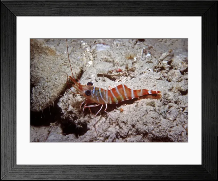 Framed Print : Hinge-beaked Prawn - Found in coral rubble at night. Komodo Island National Park, Indonesia Framed Print : Hinge-beaked Prawn - Found in coral rubble at night. Komodo Island National Park, Indonesia