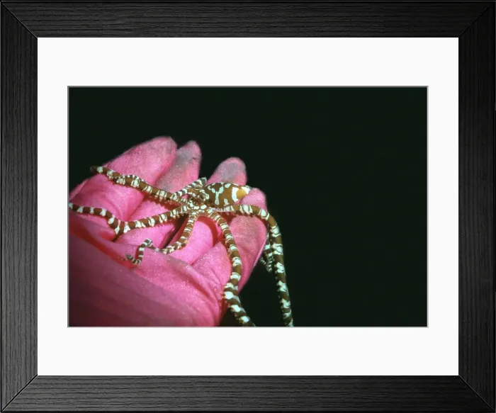 Framed Print : Mimic Octopus - Found in sandy areas, Ability to change shape and mimic other sand dwelling creatures Milne Bay. Papua New Guinea Framed Print : Mimic Octopus - Found in sandy areas, Ability to change shape and mimic other sand dwelling creatures Milne Bay. Papua New Guinea