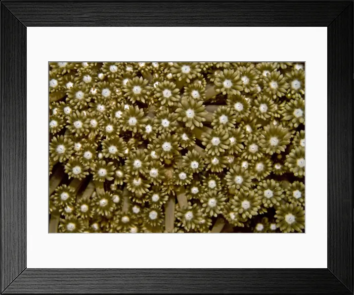 Framed Print : Soft coral polyps - Papua New Guinea Framed Print : Soft coral polyps - Papua New Guinea