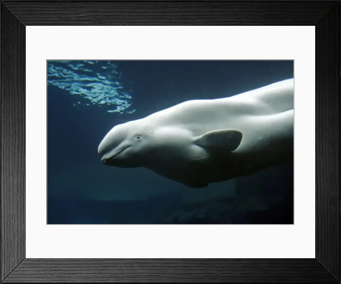 Framed Print : Beluga / White Whale. Vancouver Aquarium - British Colombia - Canada Framed Print : Beluga / White Whale. Vancouver Aquarium - British Colombia - Canada
