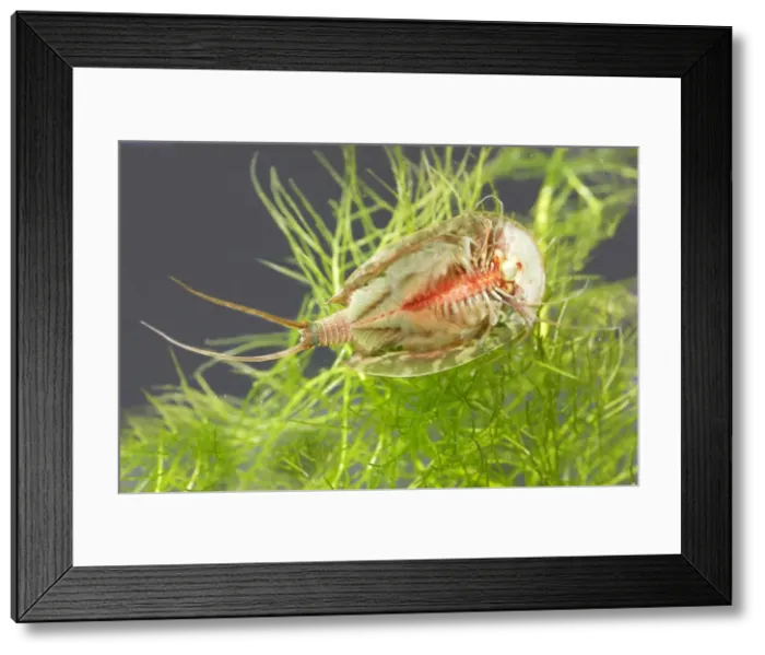 Framed Print : Fairy / Tadpole Shrimp Triops cancriformis existed in the Triassic period, 220 millions years ago and has not changed in appearance. It is the oldest known living animal species in the world Framed Print : Fairy / Tadpole Shrimp Triops cancriformis existed in the Triassic period, 220 millions years ago and has not changed in appearance. It is the oldest known living animal species in the world