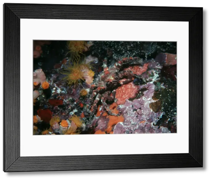Framed Print : Ornamental crab. these fascinating crabs grow sponges, algae and corals on their shell as a disguise to confuse preditors. No two Ornemental crabs carry the same garden of static animal Framed Print : Ornamental crab. these fascinating crabs grow sponges, algae and corals on their shell as a disguise to confuse preditors. No two Ornemental crabs carry the same garden of static animal