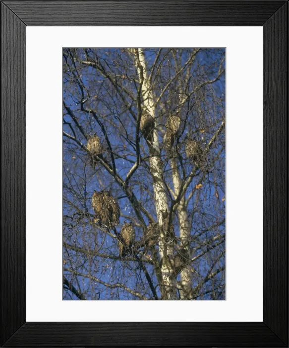 Framed Print : Long Eared Owls - large group roosting in a tree Framed Print : Long Eared Owls - large group roosting in a tree