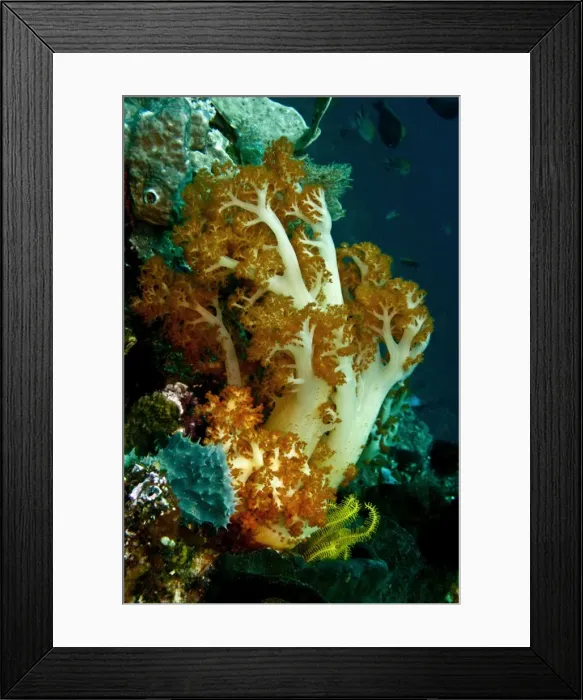 Framed Print : Soft Coral - one of the most brillant of all soft corals this family sags when there is no current but stands erect when the current sweeps plankton on which it feeds past - Indonesia Framed Print : Soft Coral - one of the most brillant of all soft corals this family sags when there is no current but stands erect when the current sweeps plankton on which it feeds past - Indonesia