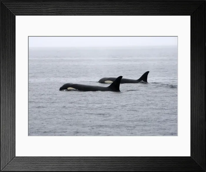 Framed Print : Orca / Killer Whale - two in rain. Johnstone Strait - British Colombia - Canada Framed Print : Orca / Killer Whale - two in rain. Johnstone Strait - British Colombia - Canada