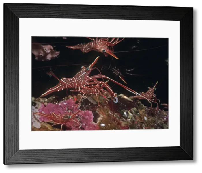 Framed Print : Shrimp - this species usually occurs in large numbers living in small caves. The alpha male in the forground is unusual in the size of his single claw. Komodo Island. Indonesia Framed Print : Shrimp - this species usually occurs in large numbers living in small caves. The alpha male in the forground is unusual in the size of his single claw. Komodo Island. Indonesia