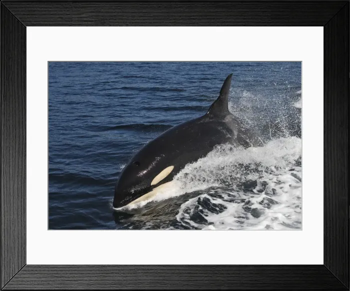 Framed Print : Orca / Killer Whale. Johnstone Strait - British Colombia - Canada Framed Print : Orca / Killer Whale. Johnstone Strait - British Colombia - Canada