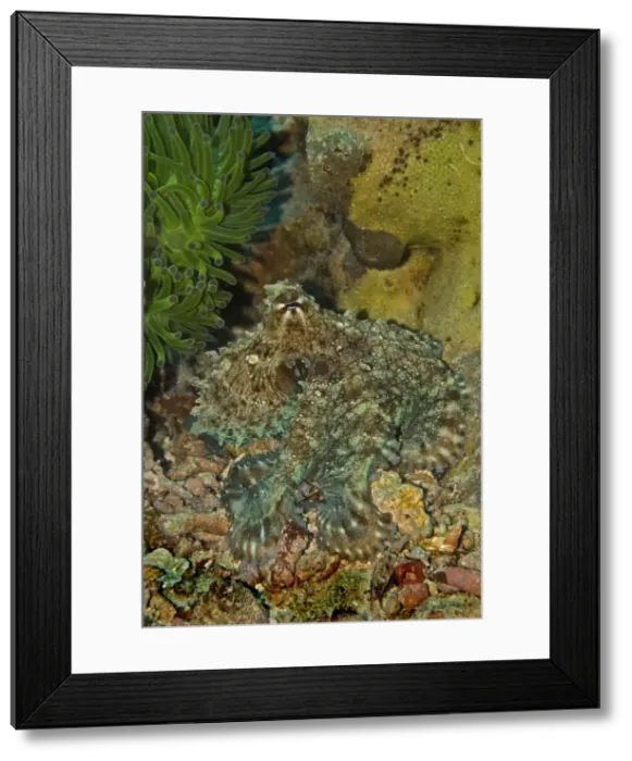 Framed Print : Reef Octopus - Not easily seen this octopus has the ability to blend into the surrounding terrian and almost become invisible - Papua New Guinea Framed Print : Reef Octopus - Not easily seen this octopus has the ability to blend into the surrounding terrian and almost become invisible - Papua New Guinea