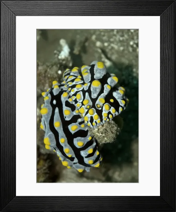 Framed Print : Nudibranchs - Both sexs are present in a single nudibranch but fertilization can only occur after two nudibranchs have exchanged sperm sacs which is what is happening here - Papua New Guinea Framed Print : Nudibranchs - Both sexs are present in a single nudibranch but fertilization can only occur after two nudibranchs have exchanged sperm sacs which is what is happening here - Papua New Guinea