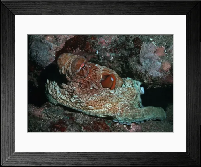 Framed Print : Octapus - A master of camouflage, this large octopus pretending to be a rockblends into its surroundings perfectly Jervis Bay, NSW. Australia Framed Print : Octapus - A master of camouflage, this large octopus pretending to be a rockblends into its surroundings perfectly Jervis Bay, NSW. Australia