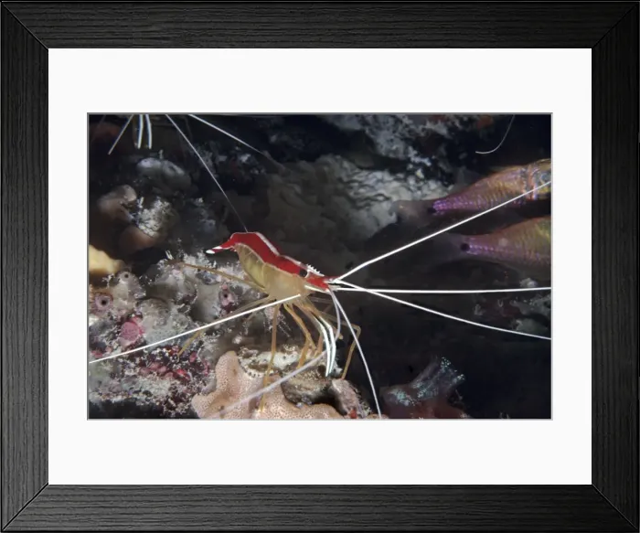 Framed Print : Humpback / White-striped Cleaner Shrimp - lives in groups and has been observed cleaning fish, eels and other marine creatures. Indonesia Framed Print : Humpback / White-striped Cleaner Shrimp - lives in groups and has been observed cleaning fish, eels and other marine creatures. Indonesia