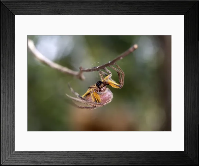 Framed Print : Spotted Spider Heath River Centre Peru / Bolivia border Framed Print : Spotted Spider Heath River Centre Peru / Bolivia border