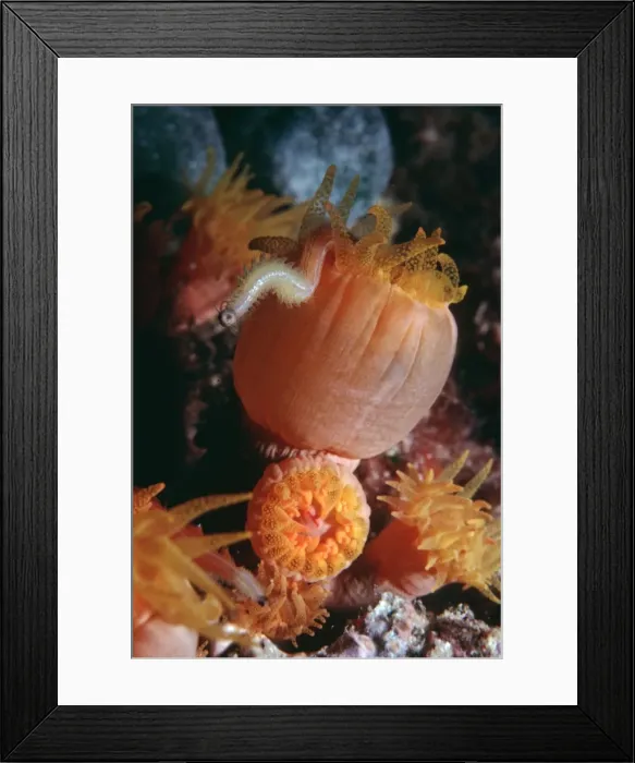 Framed Print : Coral polyps - Night. Feeding on polychate worm, Coral polyps are carnivours. They feed on other animals Heron Is. Great Barrier Reef. Australia Framed Print : Coral polyps - Night. Feeding on polychate worm, Coral polyps are carnivours. They feed on other animals Heron Is. Great Barrier Reef. Australia